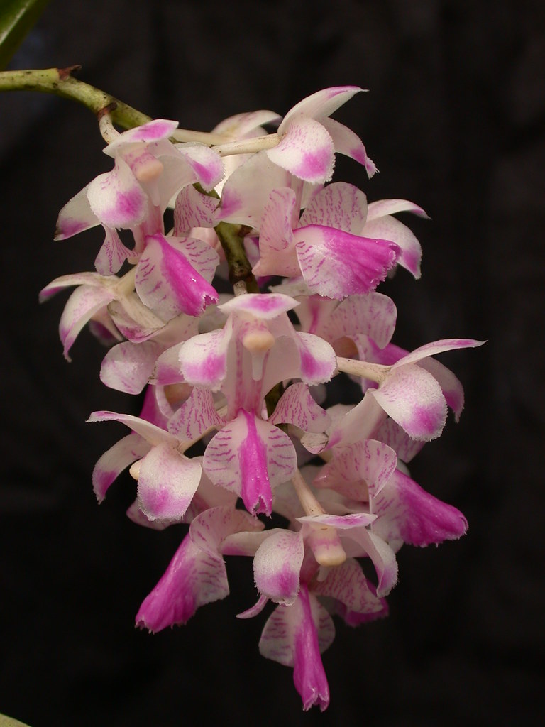 Aerides falcata