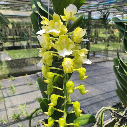 Aerides houlletiana var. alba