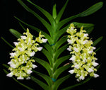 Load image into Gallery viewer, Aerides houlletiana var. alba
