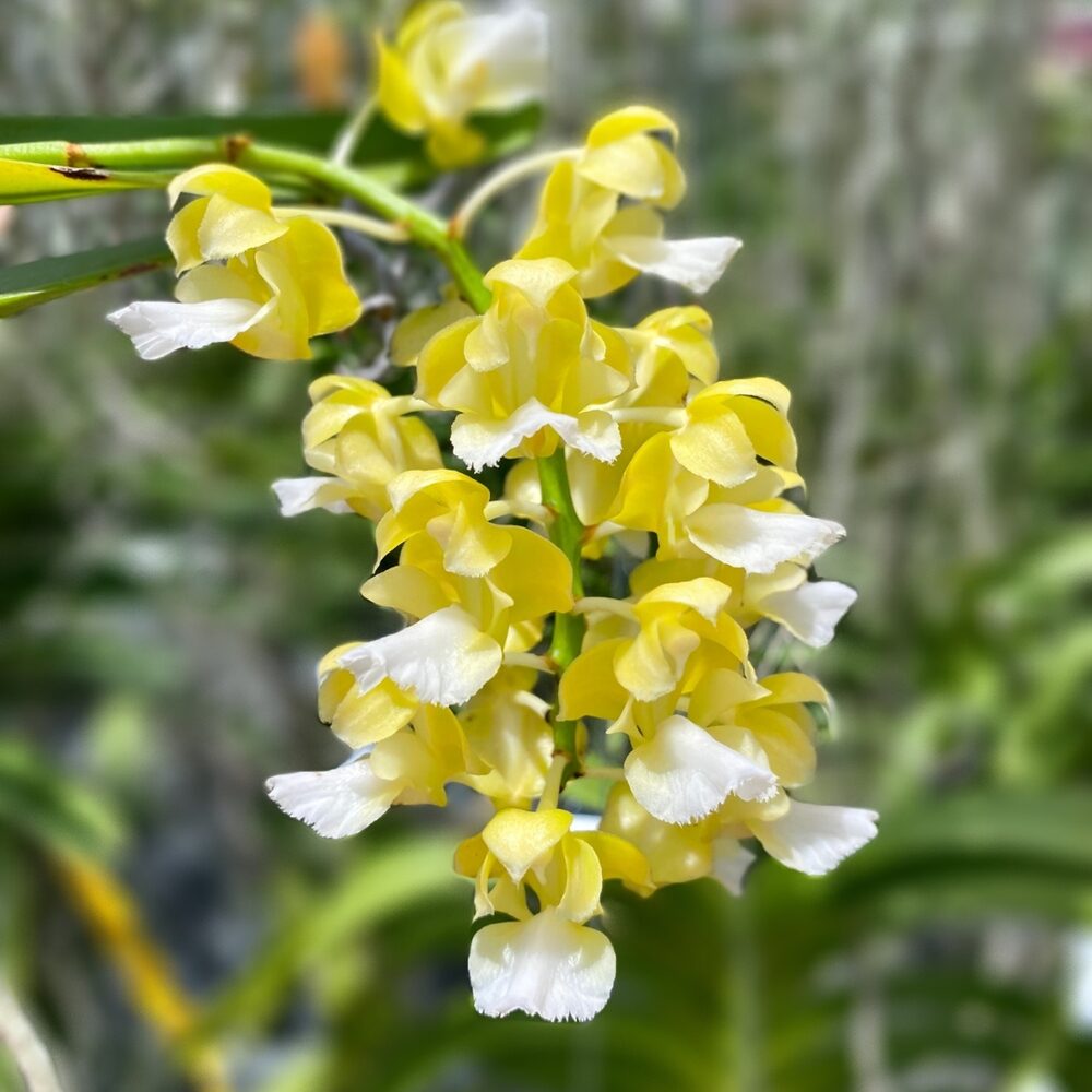 Aerides houlletiana var. alba