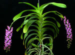 Load image into Gallery viewer, Aerides jarckiana
