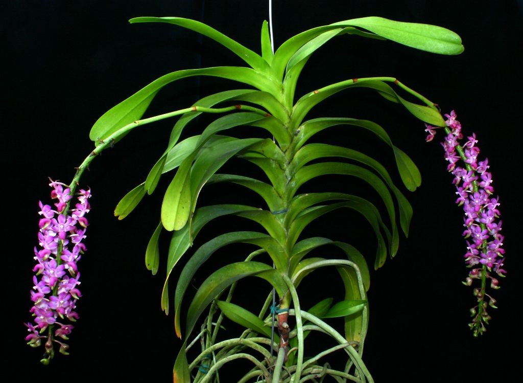 Aerides jarckiana