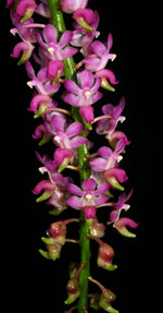 Load image into Gallery viewer, Aerides jarckiana
