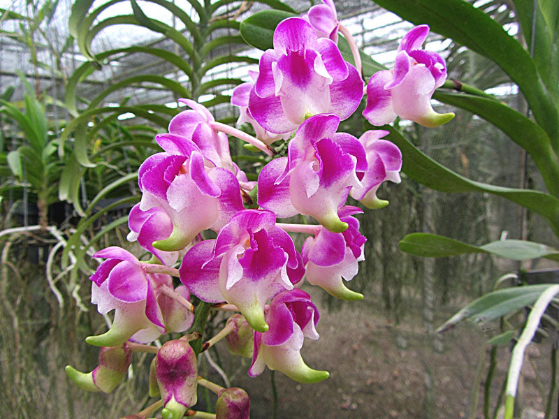 Aerides Korat Koki (Aerides houlletiana x Aerides lawrenceae)