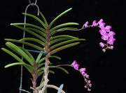 Aerides krabiensis
