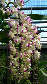 Load image into Gallery viewer, Aerides quinquevulnera
