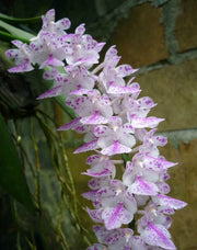 Aerides rosea semi-alba