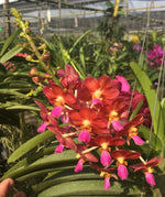 Load image into Gallery viewer, Aerides Bangkok Sunset x Ascda Wilas (Pink clone)
