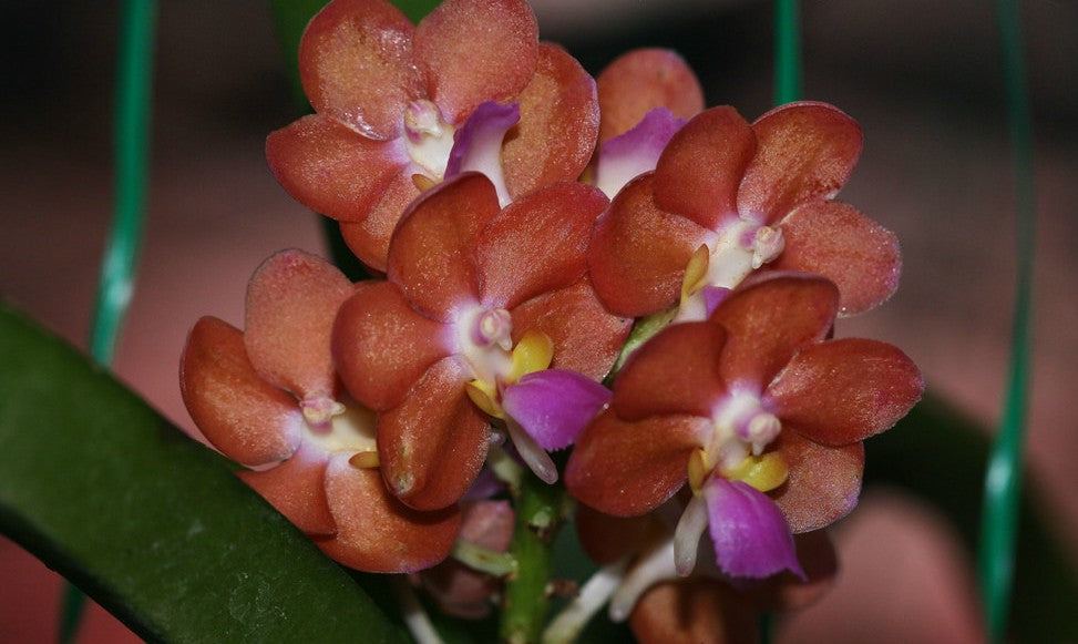 Aerides Bangkok Sunset x Ascda Wilas (Pink clone)