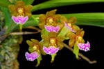 Load image into Gallery viewer, Aerides flabellata
