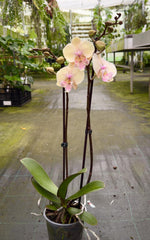 Carica l&#39;immagine nel visualizzatore Galleria, Phalaenopsis Pure Kizz - Big Lip
