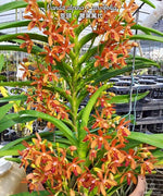 Load image into Gallery viewer, Vanda alpina × curvifolia
