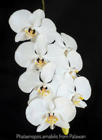 Carica l&#39;immagine nel visualizzatore Galleria, Phalaenopsis amabilis &#39;Palawan&#39;
