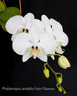 Carica l&#39;immagine nel visualizzatore Galleria, Phalaenopsis amabilis &#39;Palawan&#39;
