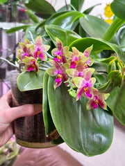 Phalaenopsis Guadalupe Pineda (amboinensis x bellina)