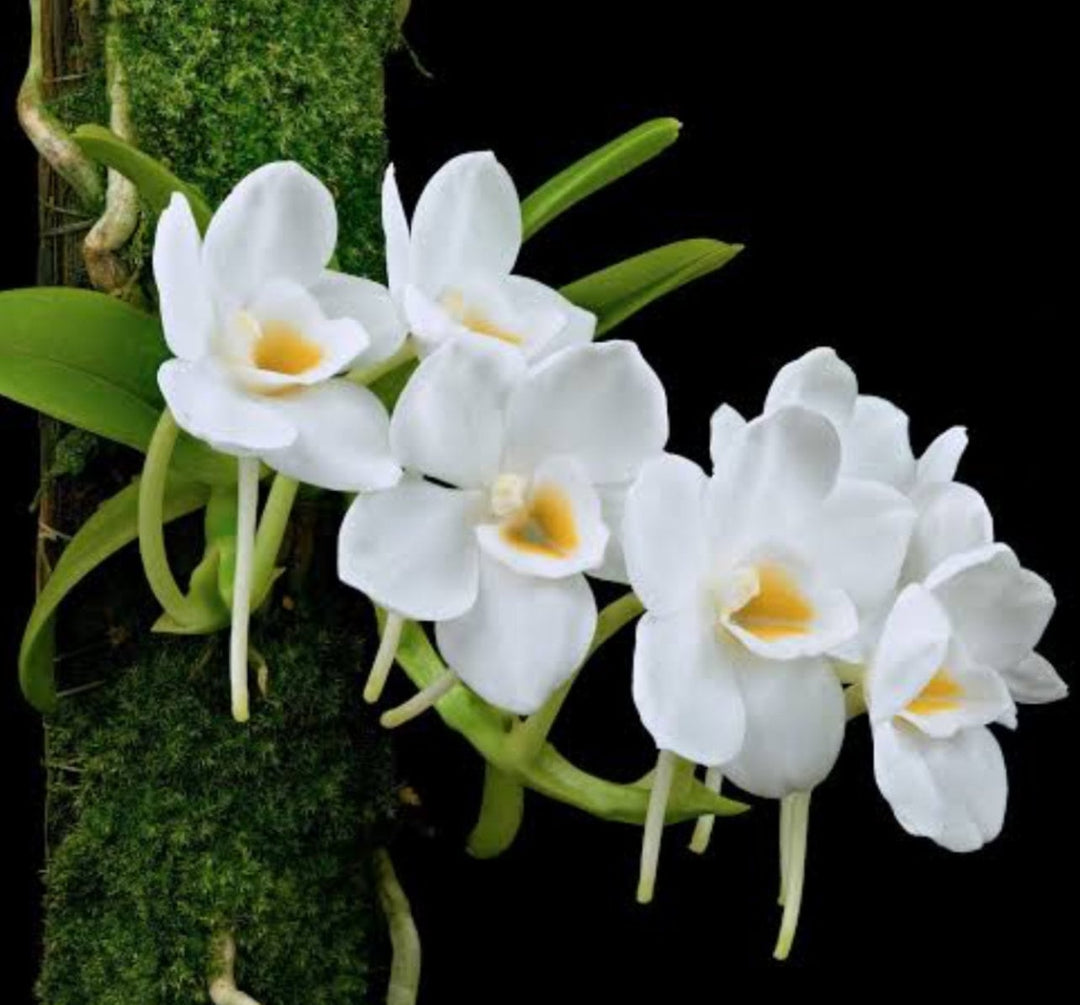 Amesiella philippinensis