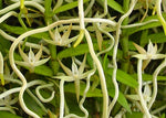 Load image into Gallery viewer, Angraecum erectum
