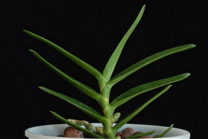 Angraecum didieri