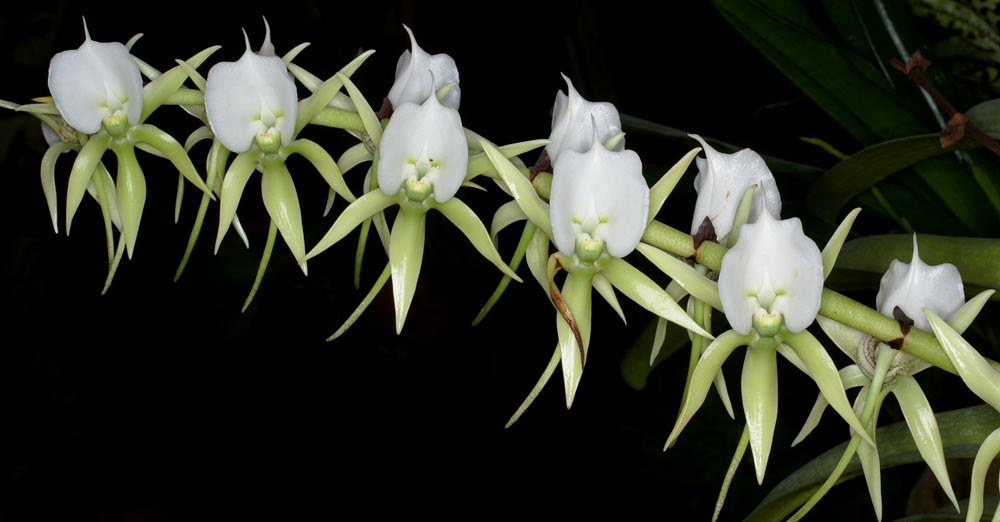 Angraecum eburneum