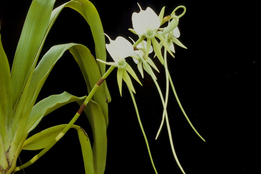 Angraecum eburneum