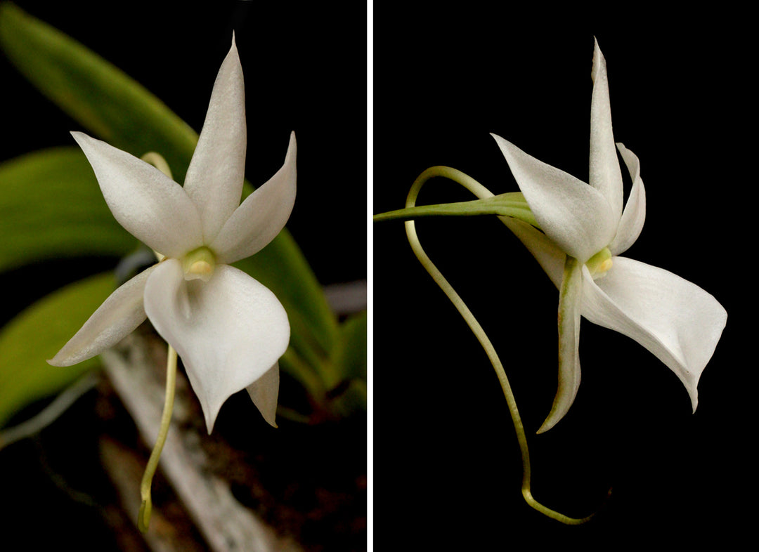 Angraecum leonis