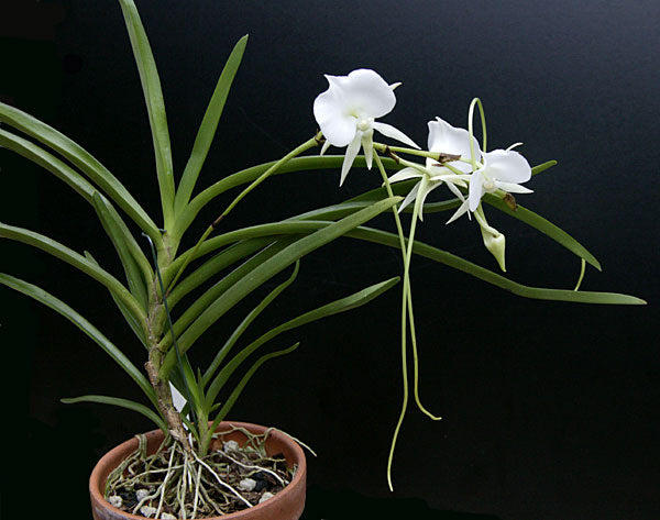 Angraecum Longiscott (Angcm. longicalcar x Angcm. Scottianum)