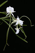 Load image into Gallery viewer, Angraecum Longiscott (Angcm. longicalcar x Angcm. Scottianum)
