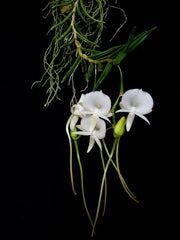 Angraecum scottianum