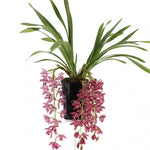 Load image into Gallery viewer, Cymbidium Cascade &#39;Anisa&#39;
