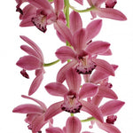 Load image into Gallery viewer, Cymbidium Cascade &#39;Anisa&#39;
