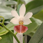 Load image into Gallery viewer, Phalaenopsis Anna Larati Soekardi x Phal. lobbies
