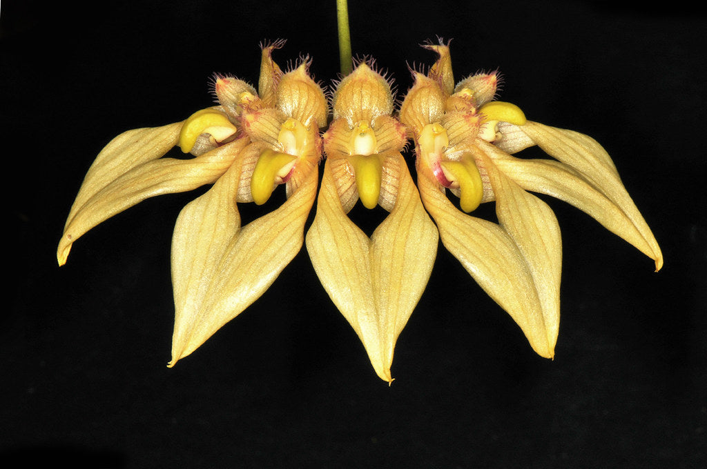 Bulbophyllum annandalei