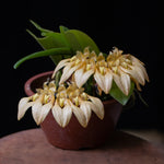 Carica l&#39;immagine nel visualizzatore Galleria, Bulbophyllum annandalei
