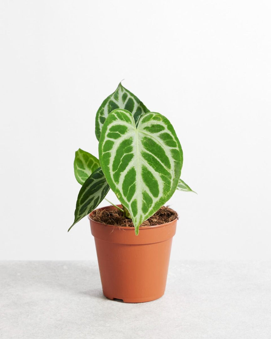 Anthurium crystallinum 'silver blush'