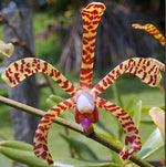 Carica l&#39;immagine nel visualizzatore Galleria, Arachnis Maggie Oei (variegata)
