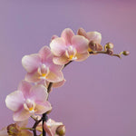 Carica l&#39;immagine nel visualizzatore Galleria, Phalaenopsis Salmon
