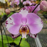 Load image into Gallery viewer, Phalaenopsis Art Nouveau
