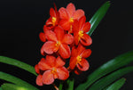 Load image into Gallery viewer, Ascocenda Sagarik (V. sanderiana x Asco. Miniatum)
