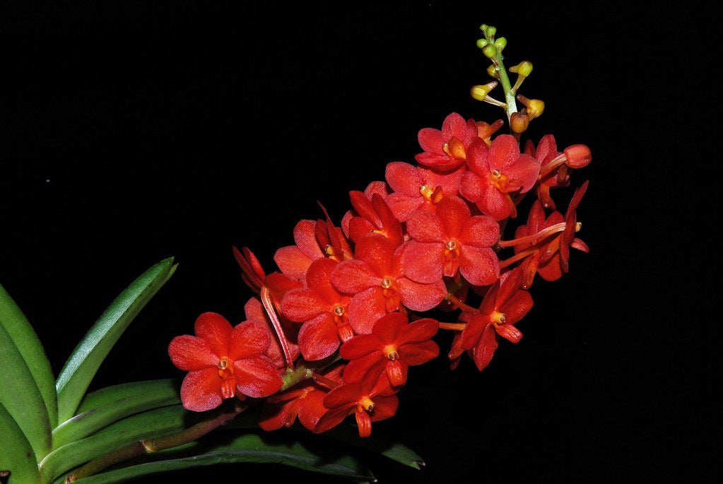 Ascocenda Sagarik (V. sanderiana x Asco. Miniatum)