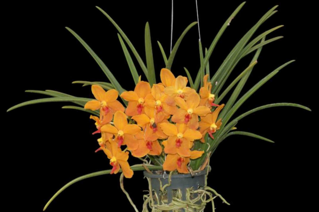 Ascocenda Suksamran x Paraphalaenopsis denevei