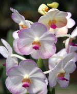 Load image into Gallery viewer, Ascocenda Tubtim Velvet x Vascostylis Five Friendship
