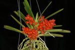 Load image into Gallery viewer, Ascocentrum ampullaceum var. aurantiacum
