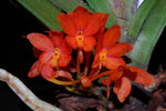 Load image into Gallery viewer, Ascocentrum ampullaceum var. aurantiacum

