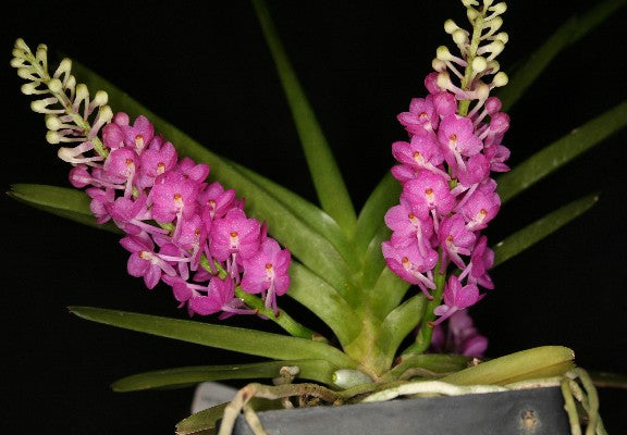 Ascocentrum ampullaceum