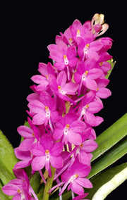 Ascocentrum ampullaceum