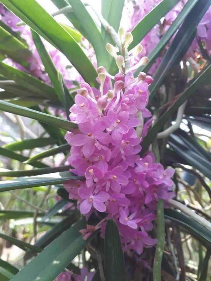 Ascocentrum ampullaceum x Vanda christensoniana