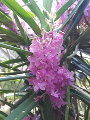 Ascocentrum ampullaceum x Vanda christensoniana