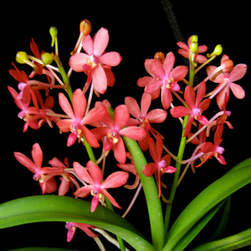 Ascofinetia Peaches (Neofinetia falcata x Ascocentrum curvifolium)