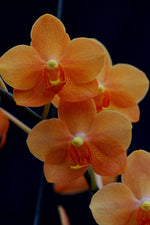 Load image into Gallery viewer, Ascanopsis Irene Dobkin &#39;Elmhurst&#39; HCC/AOS
