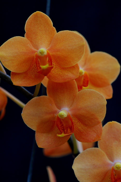Ascanopsis Irene Dobkin 'Elmhurst' HCC/AOS